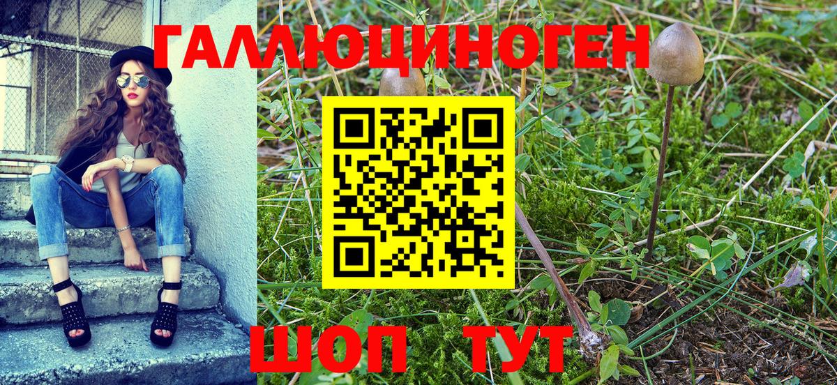 Псилоцибиновые грибы GOLDEN TEACHER  Псилоцибиновые грибы Cubensis  где продают наркотики  Вход с VPN  Гудермес 