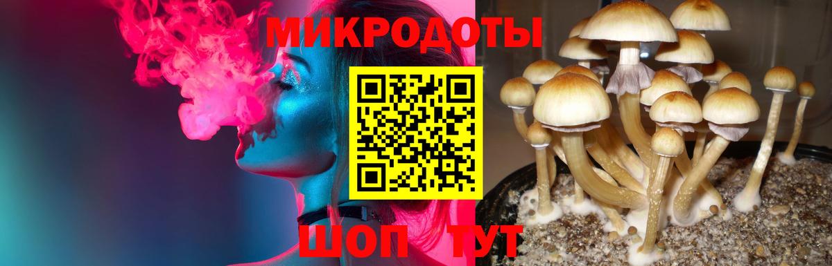 Галлюциногенные грибы Psilocybine cubensis Гудермес